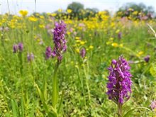 Brede orchis 2Natuurmonumenten-Stefan-Claessens-NAMO116389