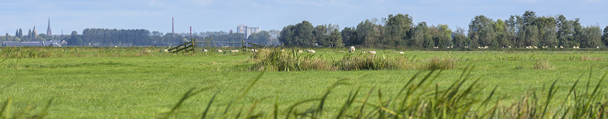 Weiland met in de verte schapen