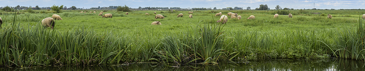 Schapen in de wei met water ervoor