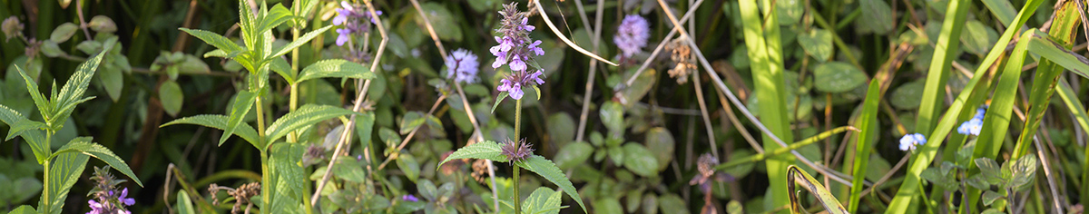 Close-up plant