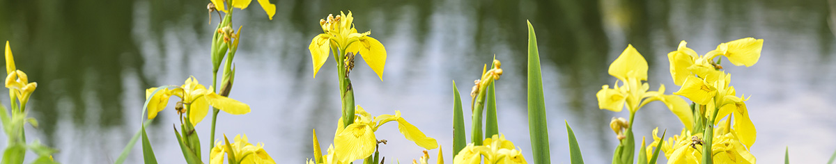 Gele bloemen in het veenlandschap van Westveen