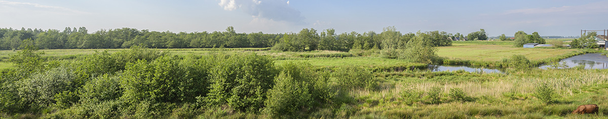 Westveen groen veenlandschap met veel water