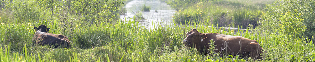 Westveen liggende koeien in het landschap