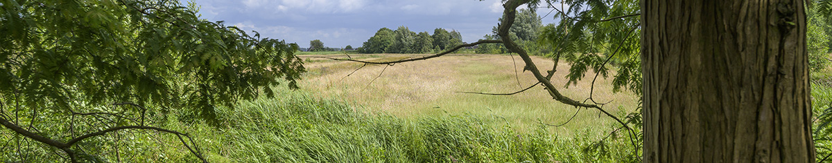 Westveen vlakte in het groene landschap